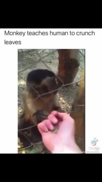 This is why I love monke