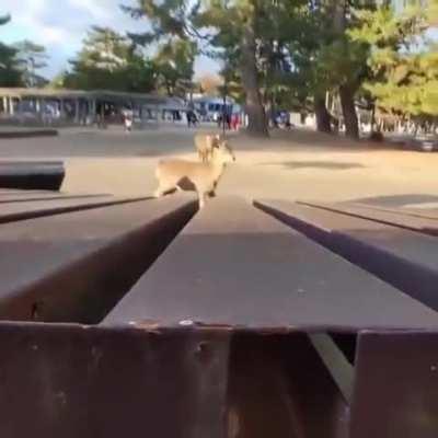 Shikanoko Nokonoko Koshitantan 🦌