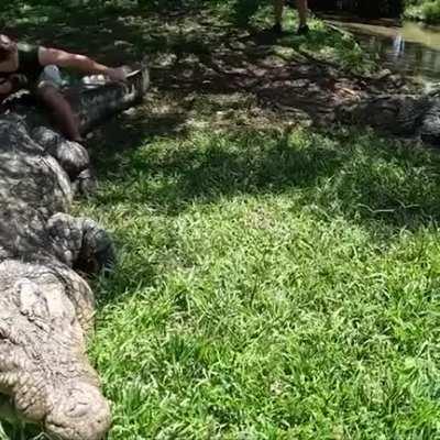 🔥 Henry, the absolute unit of a Nile Crocodile, is over 120 years old.