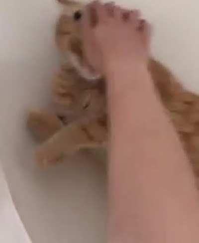 You fool, this was my plan all along!