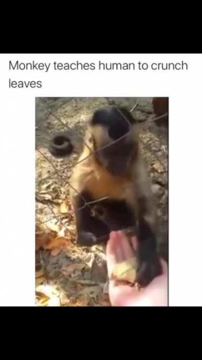 Monkey teaches human to crunch leaves