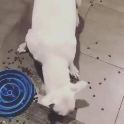 To use a slow feed dog bowl.