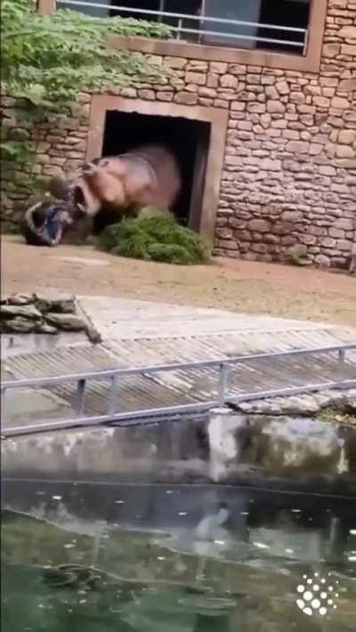 But he said that hippo is friendly