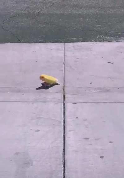 Pro skater right here