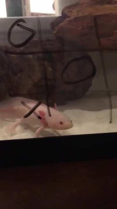 axolotl gets rekt