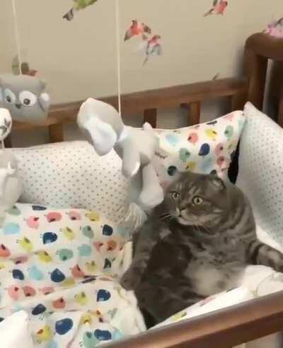 Cat nip is a hell of a drug