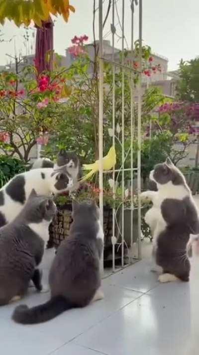 Cat.