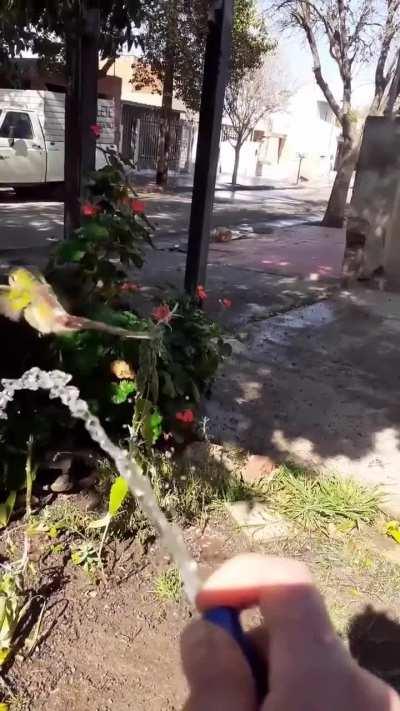 Bathing the hummingbird friend