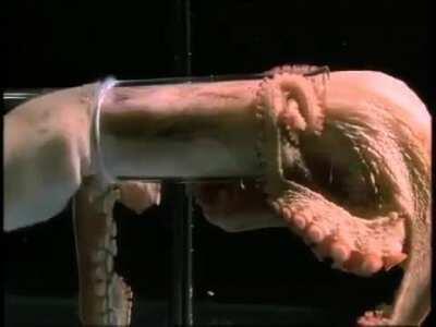 Octopi have no bones, the only thing they can't squish is their beak!