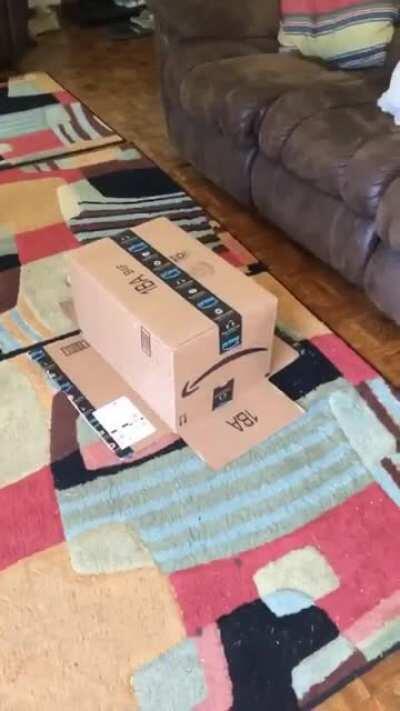 She's smol but she yell - wait till the end