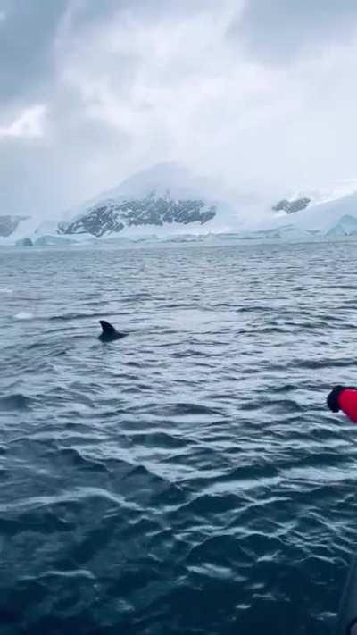 My time in Antarctica, wrapped up in 45 seconds. The most incredible landscapes and wildlife.