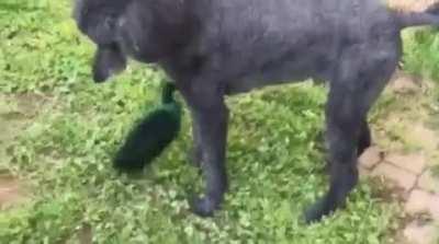 Use your harpoons and tow cables!