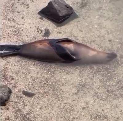 🔥 This seal relaxing halfway under water