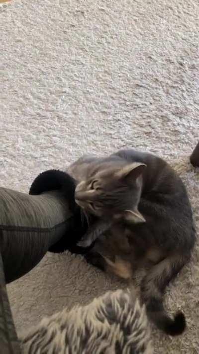 Working from home with the doors open