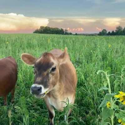 Sunflowers are with the effort