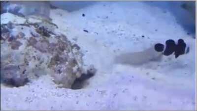 Diamond goby is a jerk