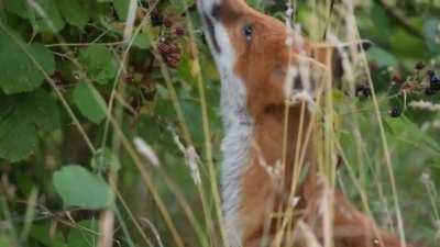 Today on the menu: Blackberries [OC]