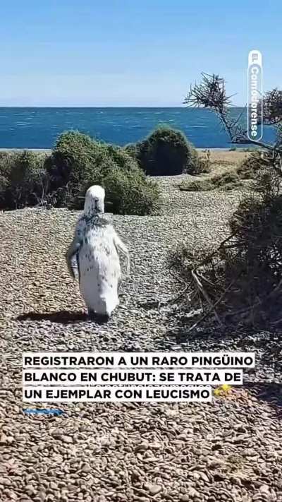 Apareció un pingüino blanco en Chubut