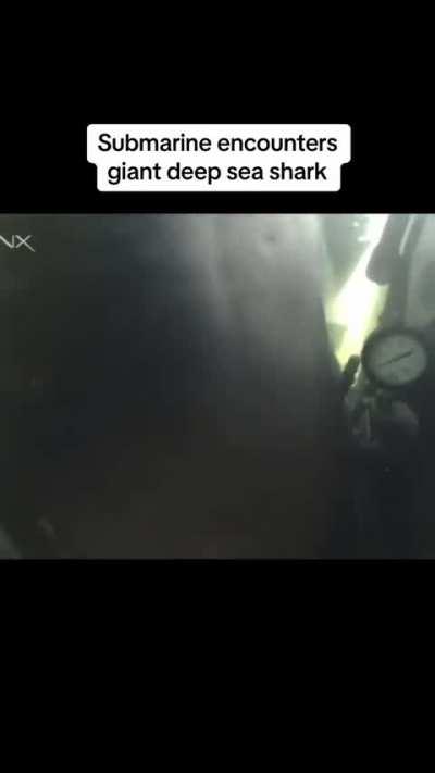 of a maybe Greenland Shark 