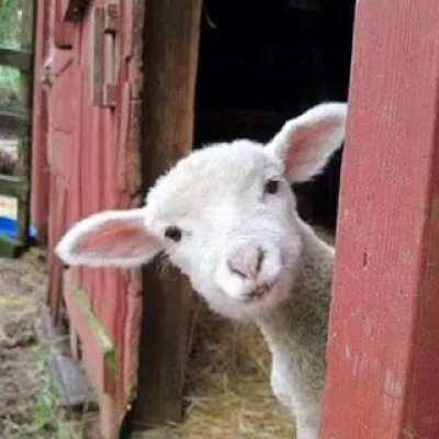 Des hat mei Papa (60+) grad ernsthaft in unsre Telegram Familiengruppe gschickt 📨