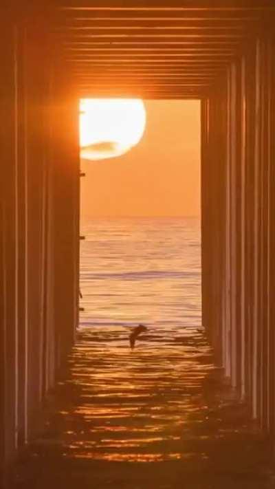Photographers gather for this in San Diego, California
