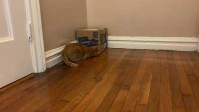 catculating how to catch a fly