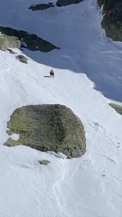 🔥 The speed of these chamois running down a mountain