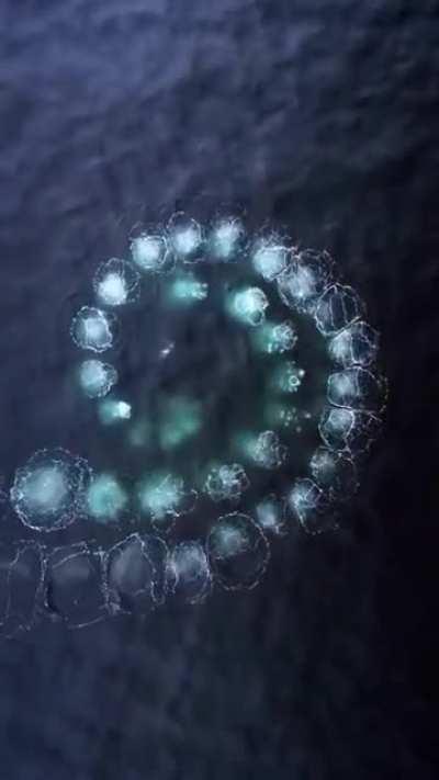 🔥 How Humpback whales corral bait fish with air bubbles using a Fibonacci sequence