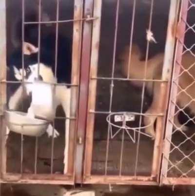 o cachorro mais sigma que existe