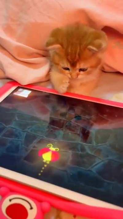 kitten playing games on a tablet 🥺