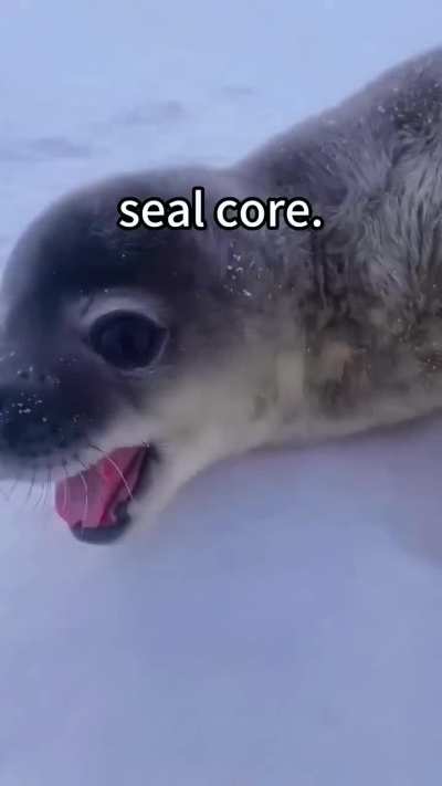 new seal core just dropped