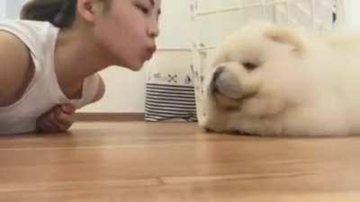 Chow Chow mlem
