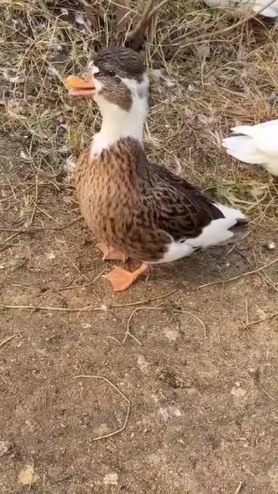 eVIl dUcK aFTer wOrlD dOMinATiOn pLaN uSInG dUckdUCkGo AI