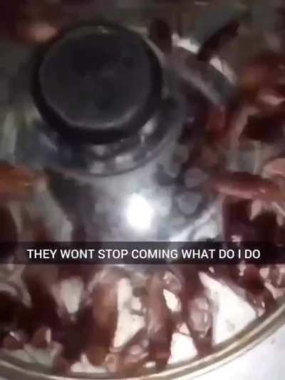 Roaches coming out the sink