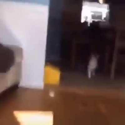 The sheer FEAR in cat’s eyes