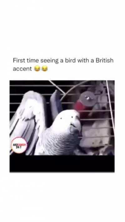 Rude parrot