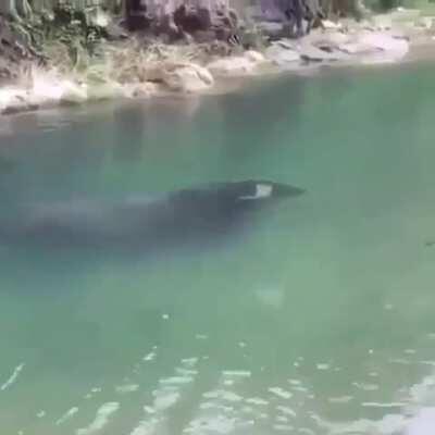 🔥 So thaaat’s why they’re called Water Buffalo