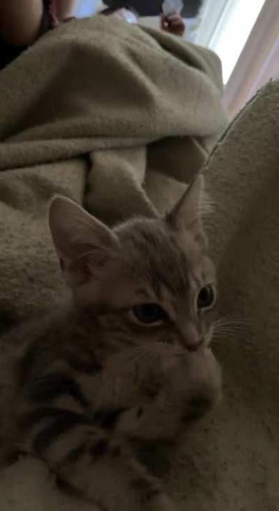 Smol but cute bean clean