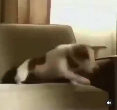 Araki's Law: any dog that enters the vicinity of a jojo-related entity will suffer a terrible death