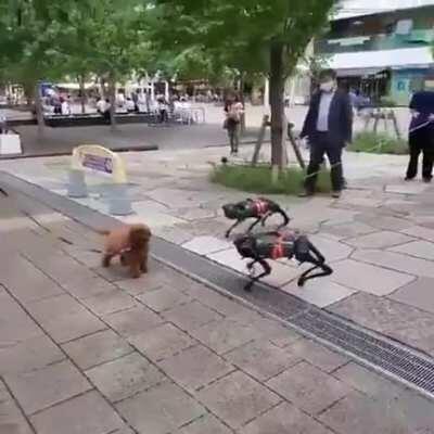RoBoTiC BuLLieS GaNG uP On pOoR deFEnSeLeSs puPpy