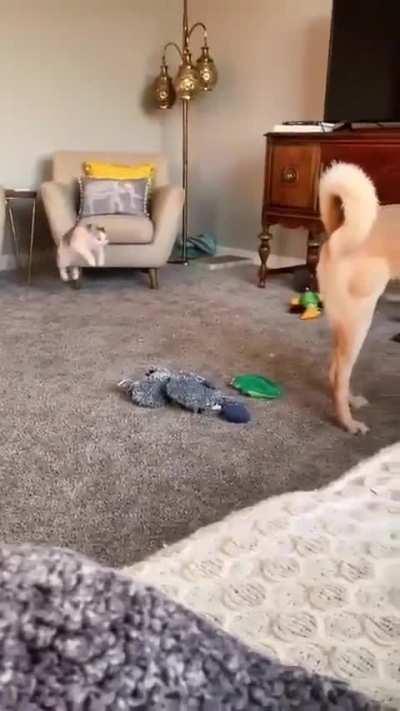 Graphic assassination attempt caught on camera 