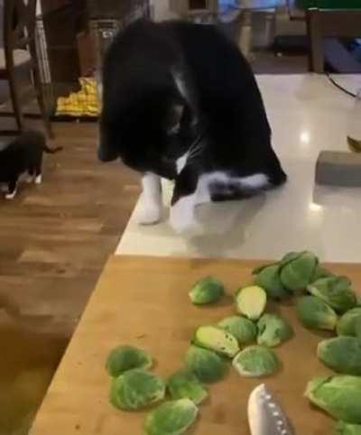 I'd like to believe the cat is just trying to help the other animals, but I've owned 5 of them.