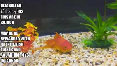 FISH IN PRAYER???!!!! (GONE WRONG) (SUSSY HINDUS EDITION) (18+) [GONE WILD] COPS WERE CALLED!