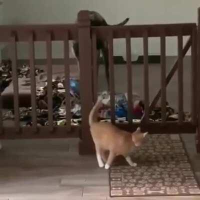 When the dog realizes what happened