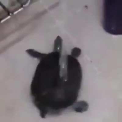 Tartaruga dançando no chuveiro pra alegrar o dia de vcs