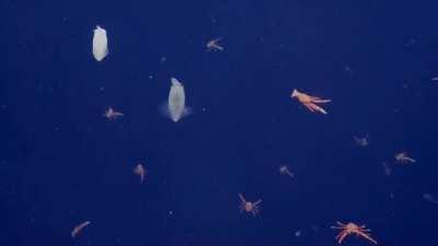 Swarm of squid and squat lobsters