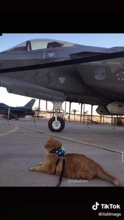 Wholesome collage of photos I found on tiktok