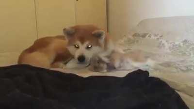 Flopped down next to his friend