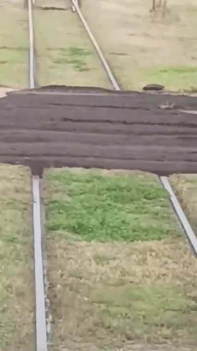 Entre Ríos: La municipalidad asfaltó las vías para que los autos circulen mejor, pero ahora no puede pasar el tren.