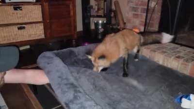 Fox pounce (TW: music was added 😘)